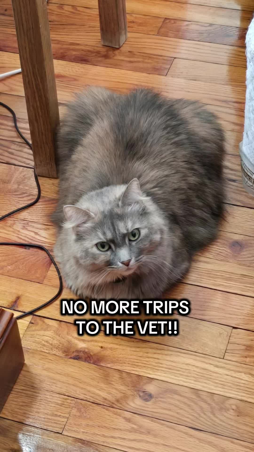 @The Appalachian kitties