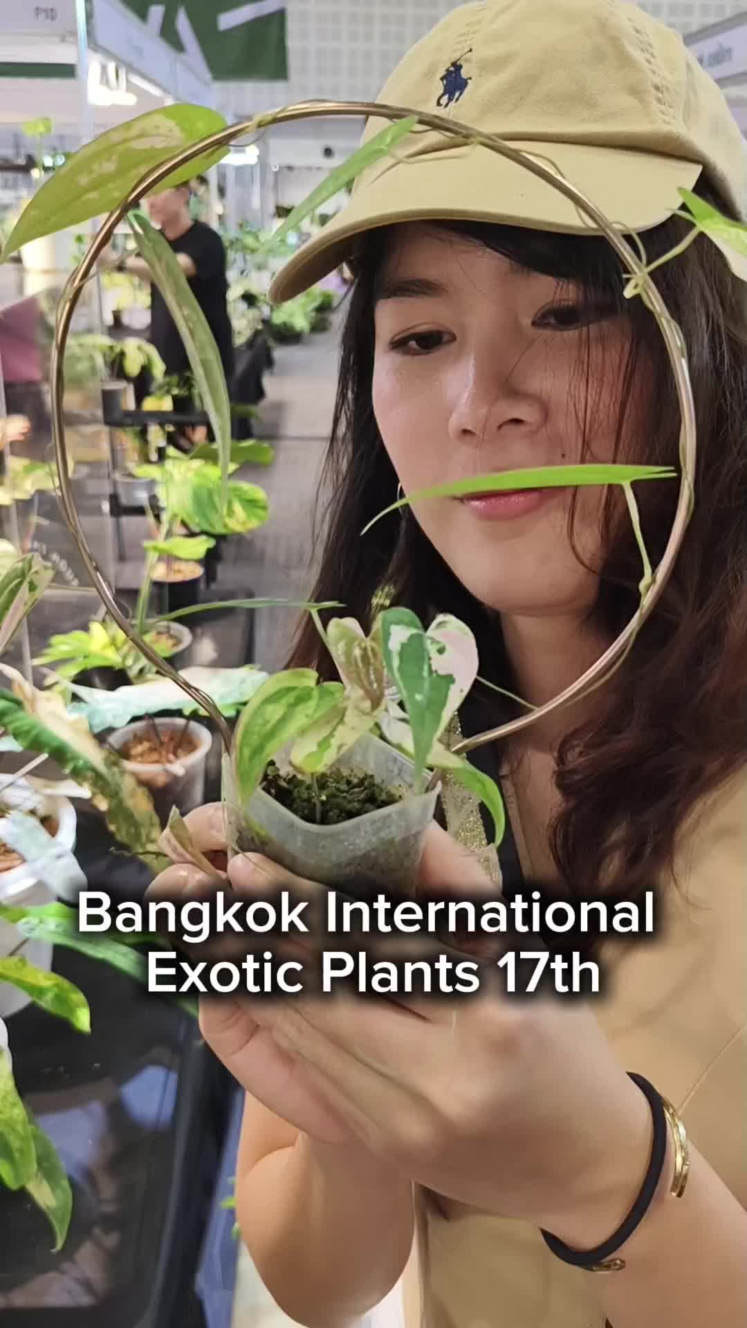 @Lhongbai