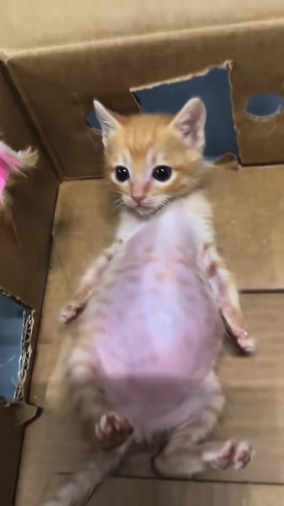 @catbosssss