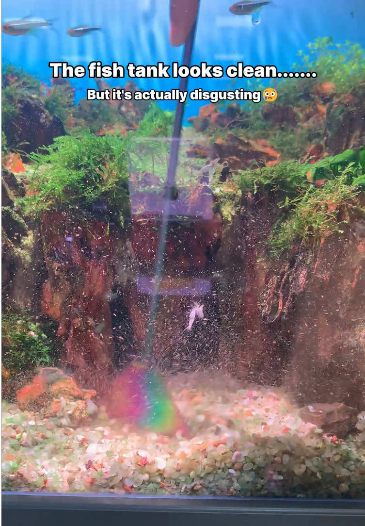 @AQQA Aquarium Store