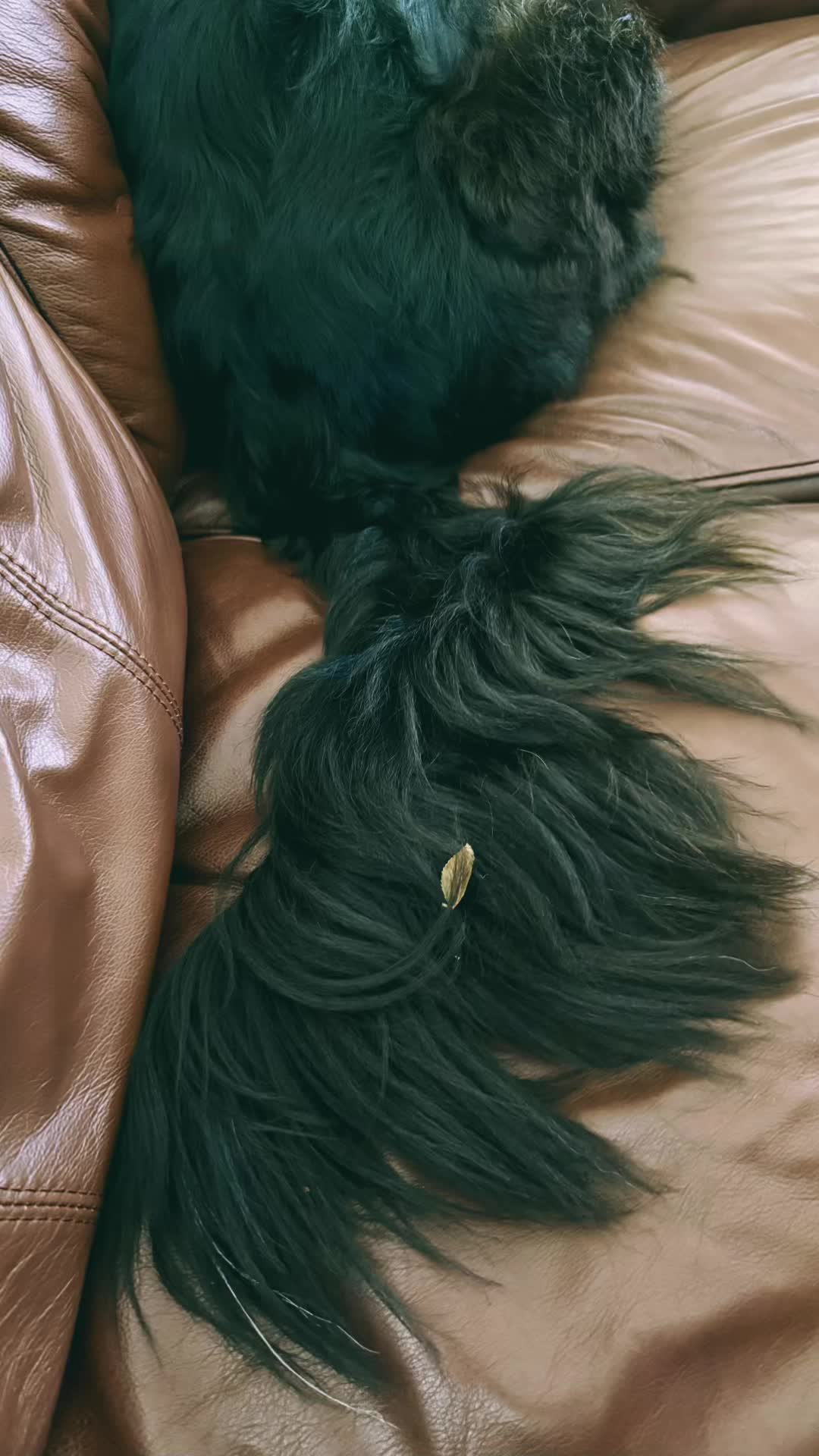 @cocodoren72