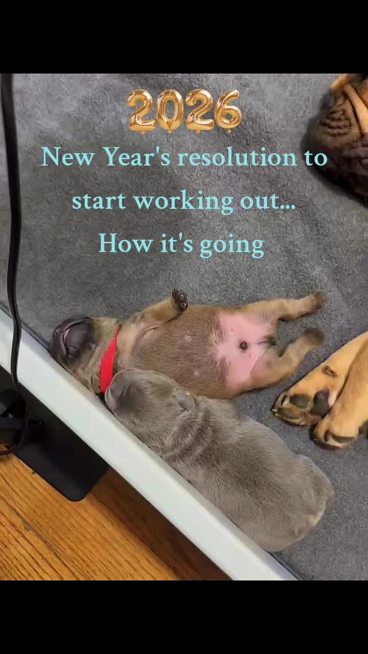 @AandDFrenchies