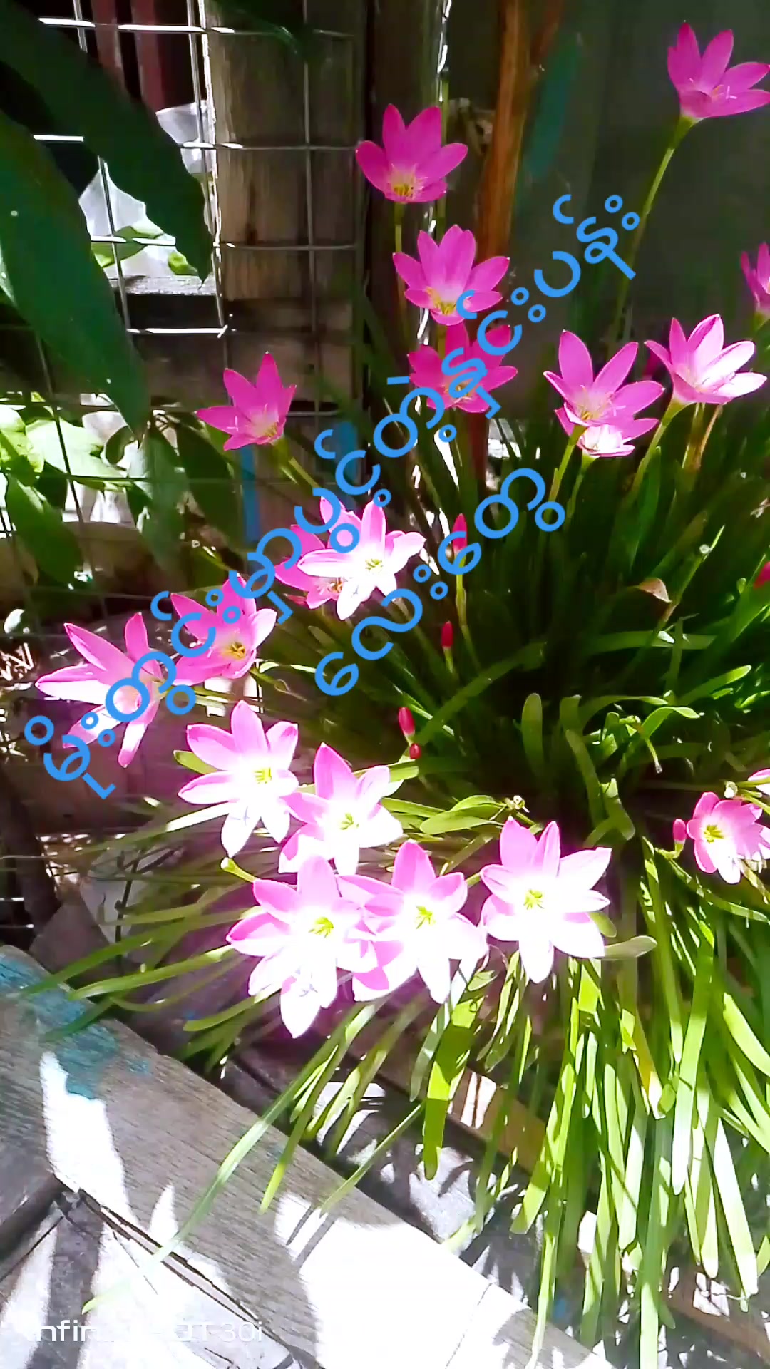 @RoseWaiWaiPhyo Phyo