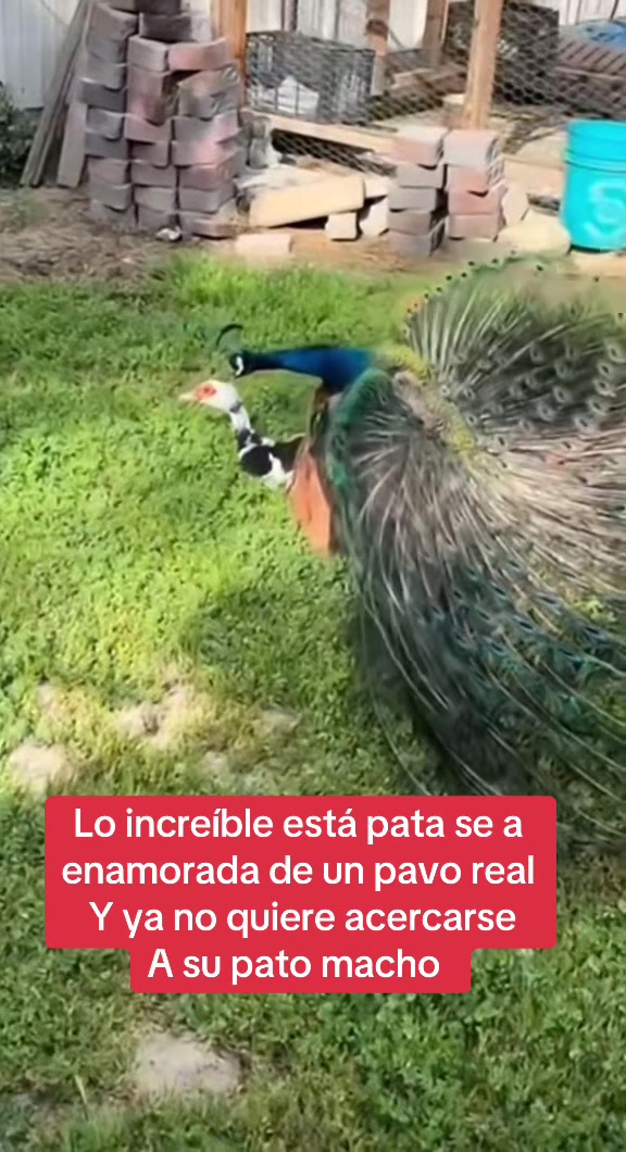 @Rodriguez