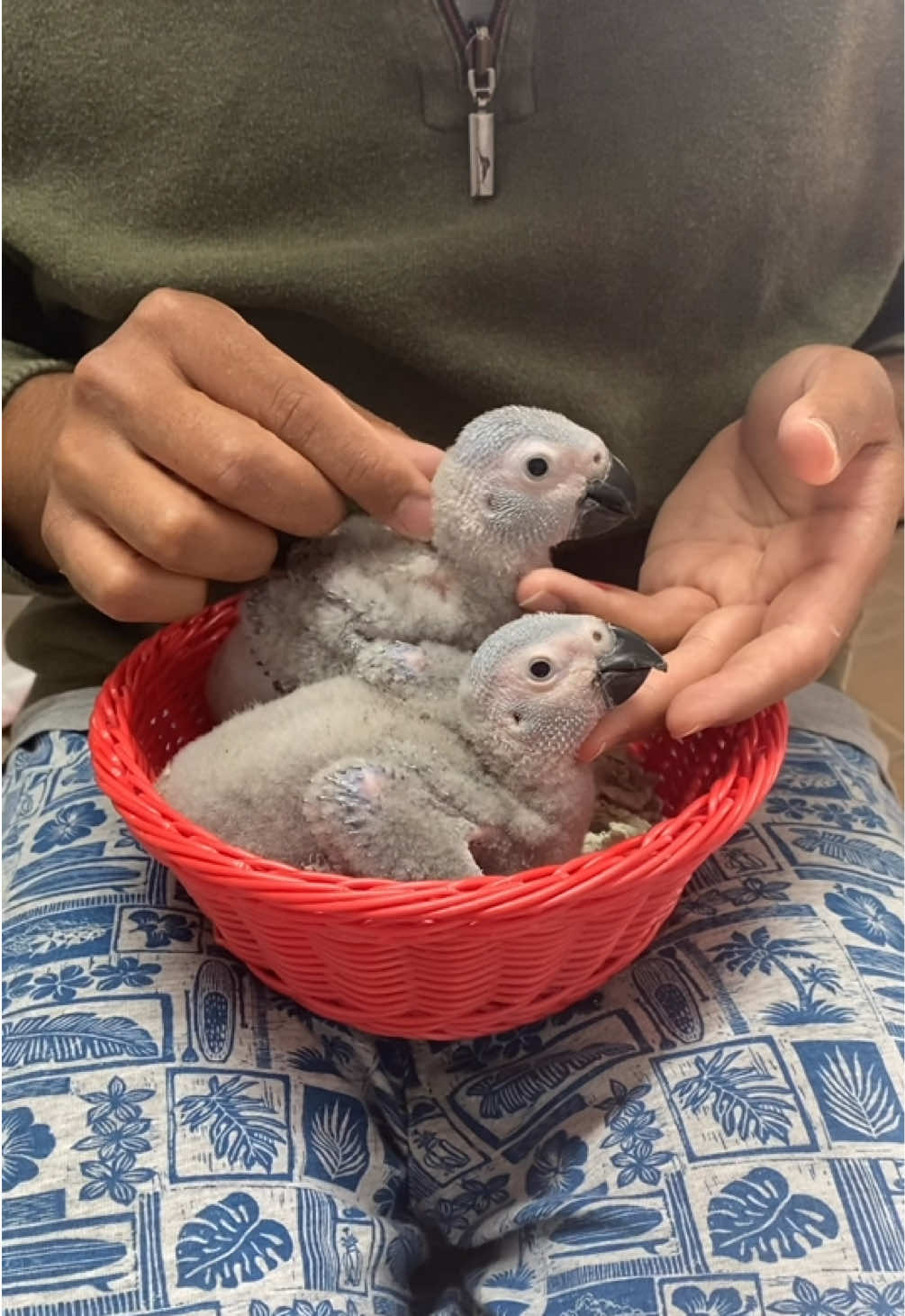 @JC Aviary