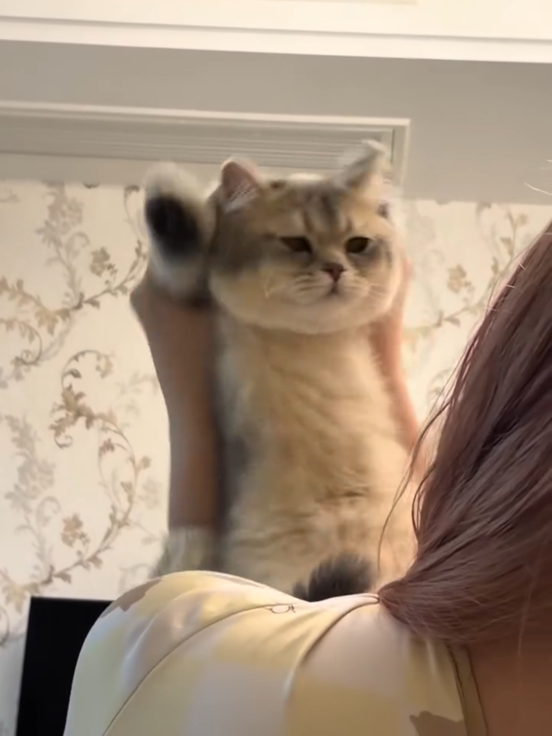 @Chonky World Of Cats