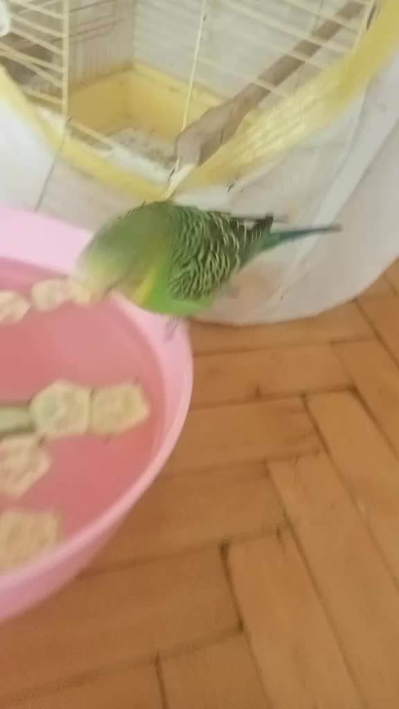 @🤎Nova🤎
