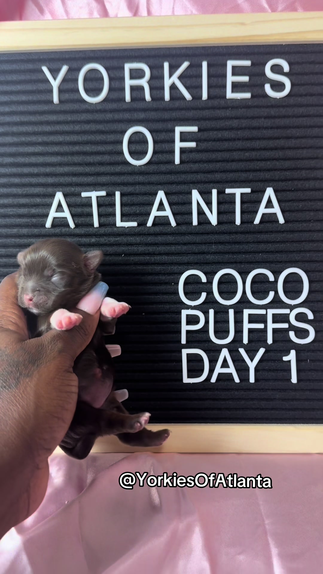 @Yorkies Of Atlanta
