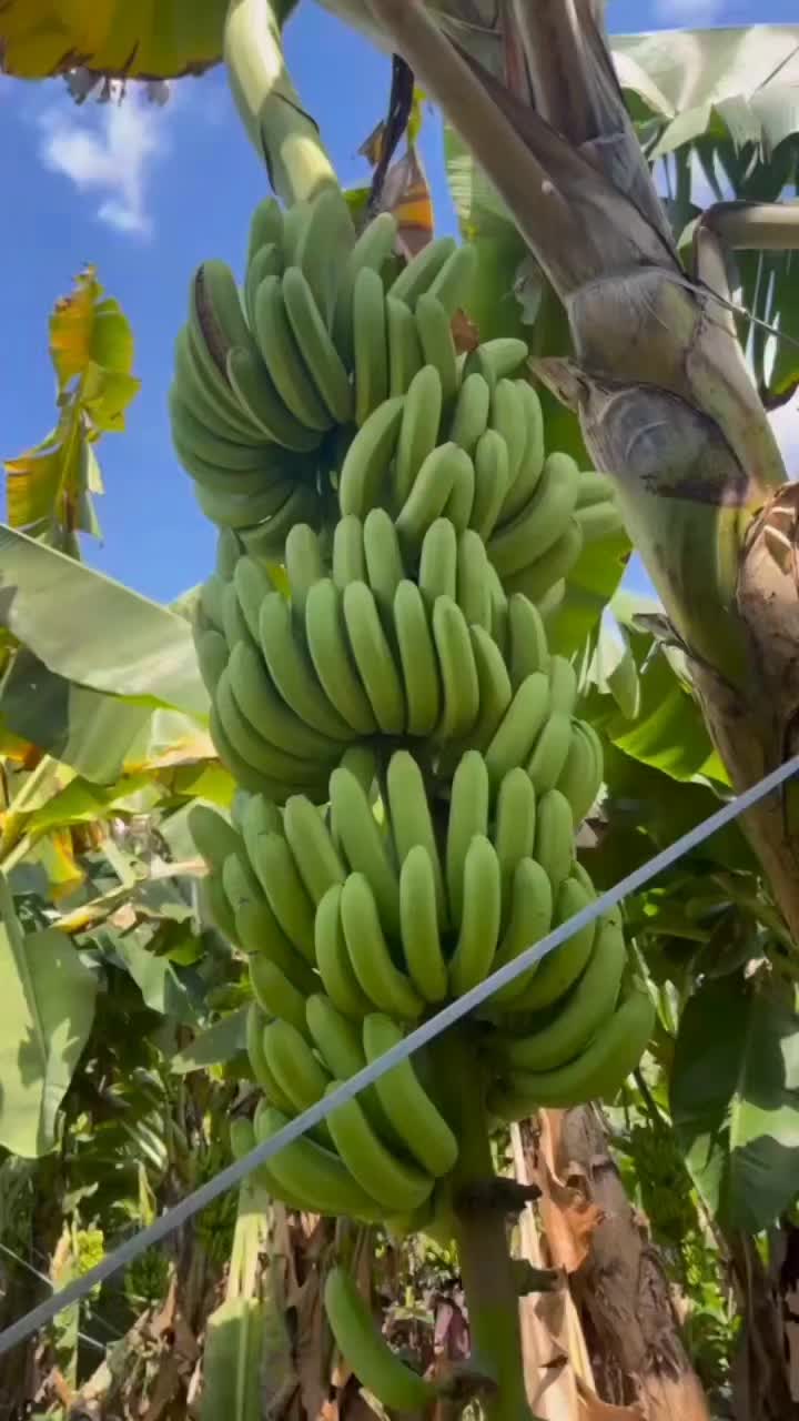 @konga1i