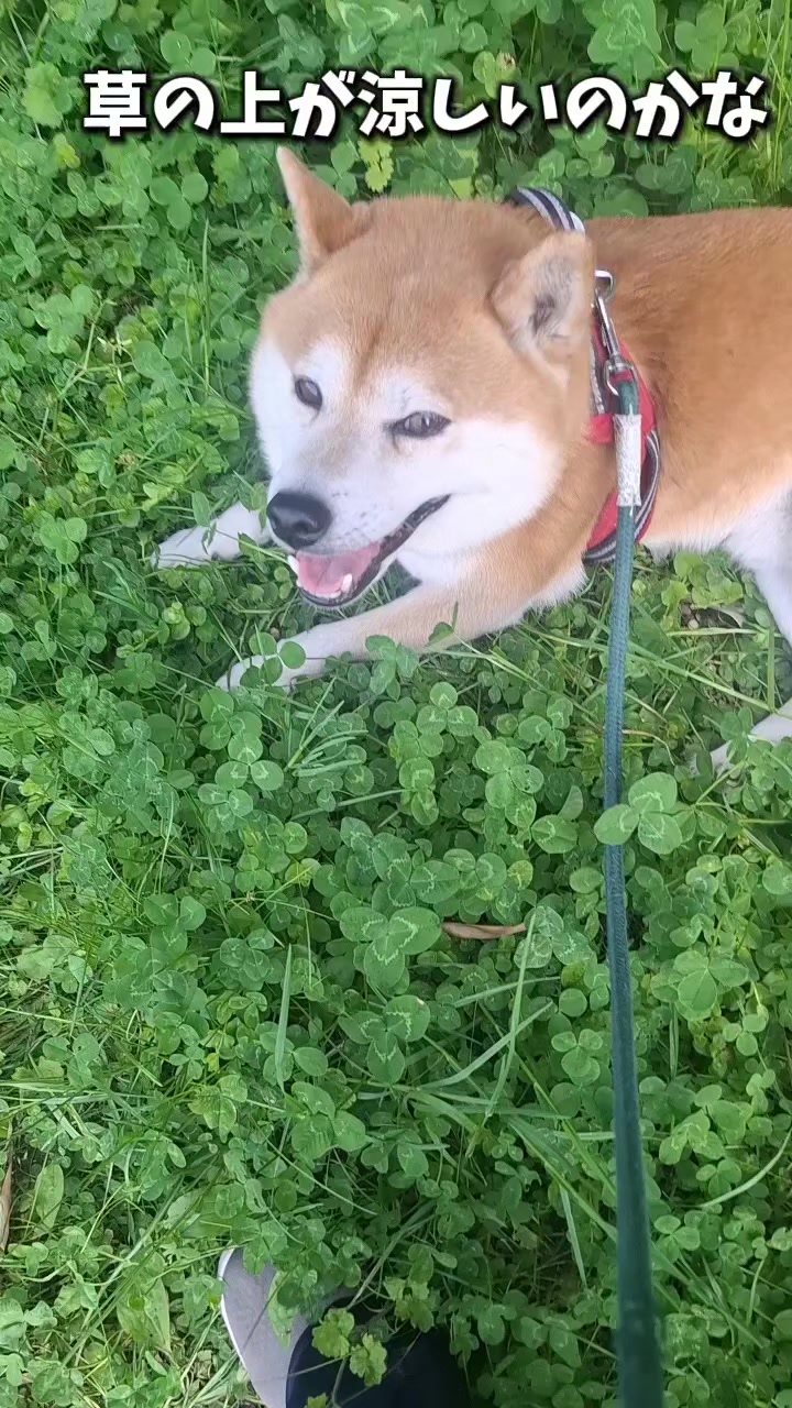 @柴犬リクママ