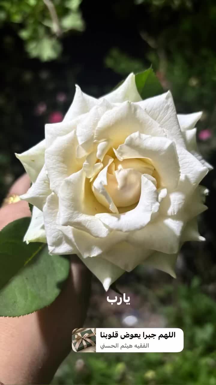 @شمس ☀️ "الحب وجع، والواقع أوجع