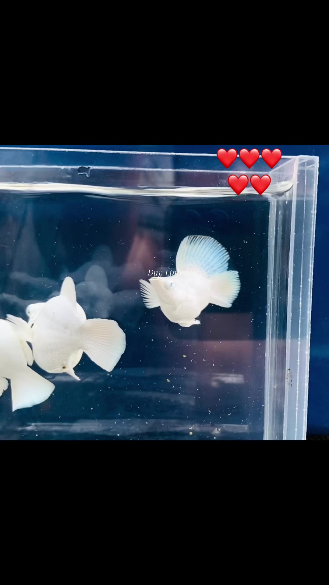 @duylinhchannel12