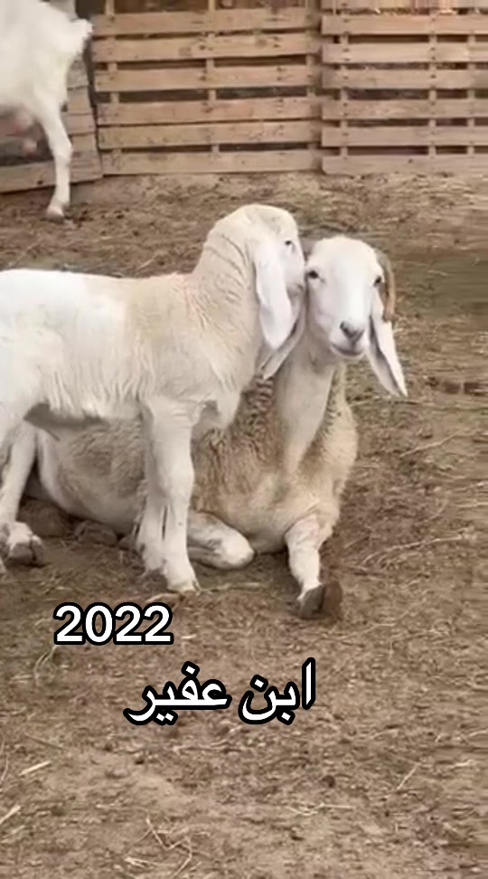 @ياسين بن زيتون