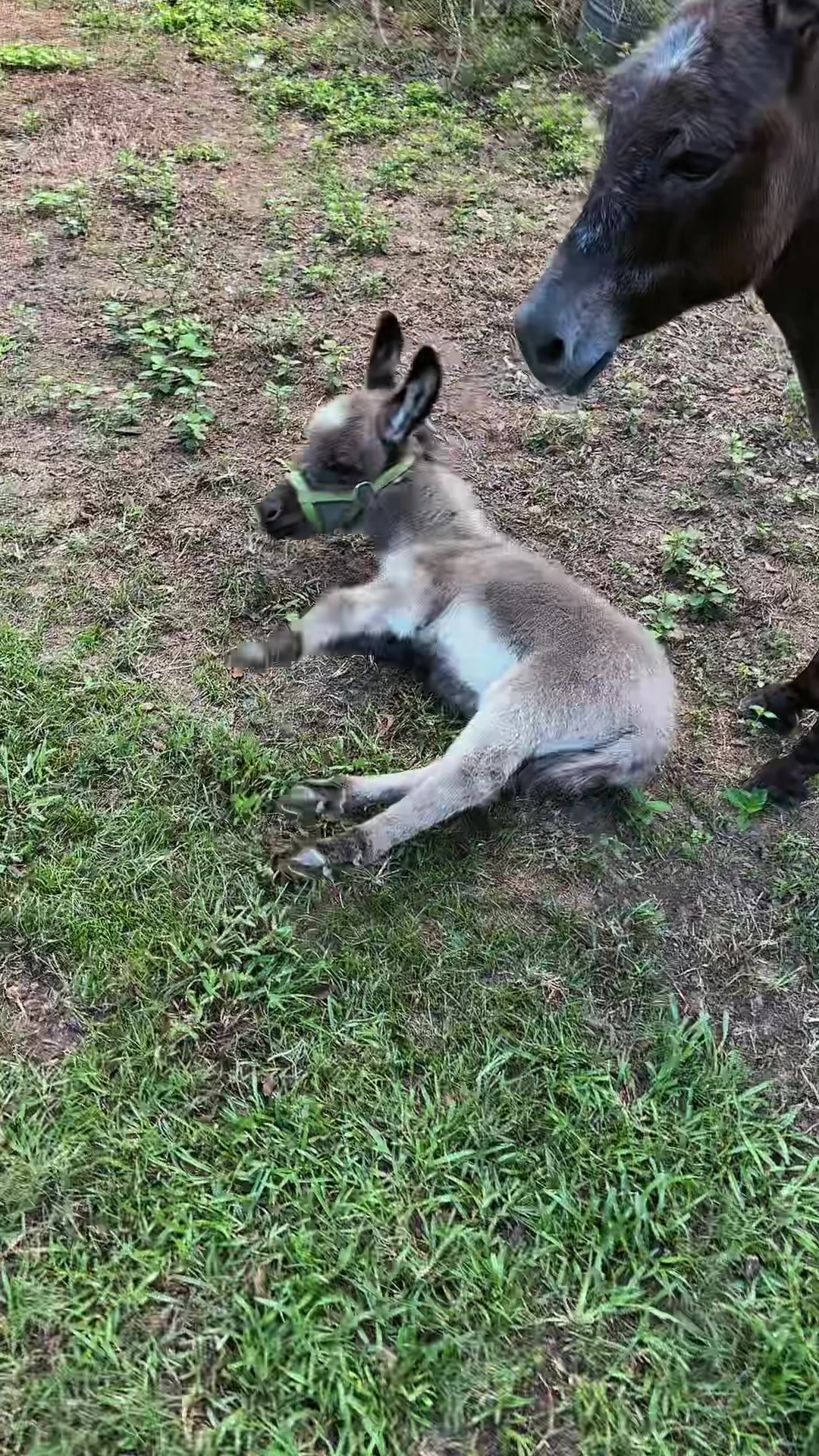 @Fenrir