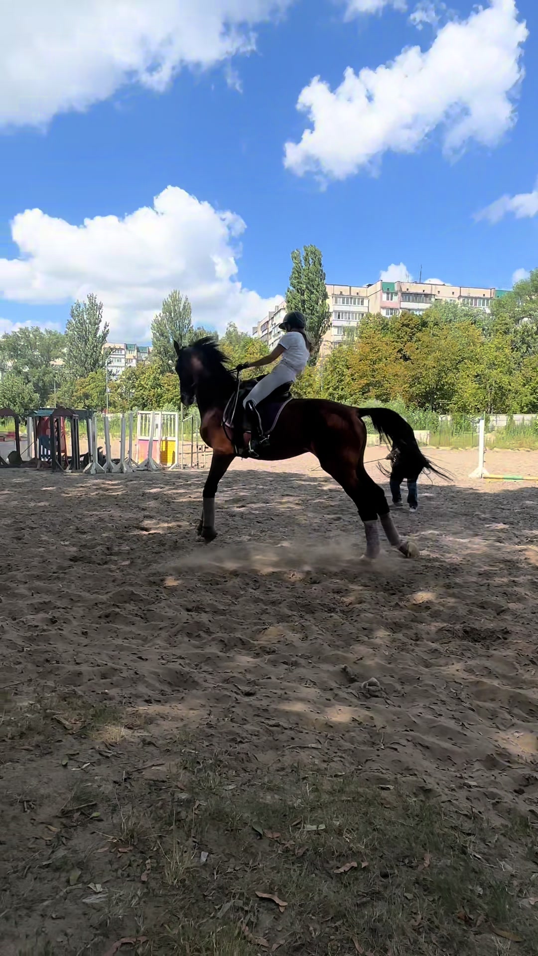 @“KK”Golden Horses