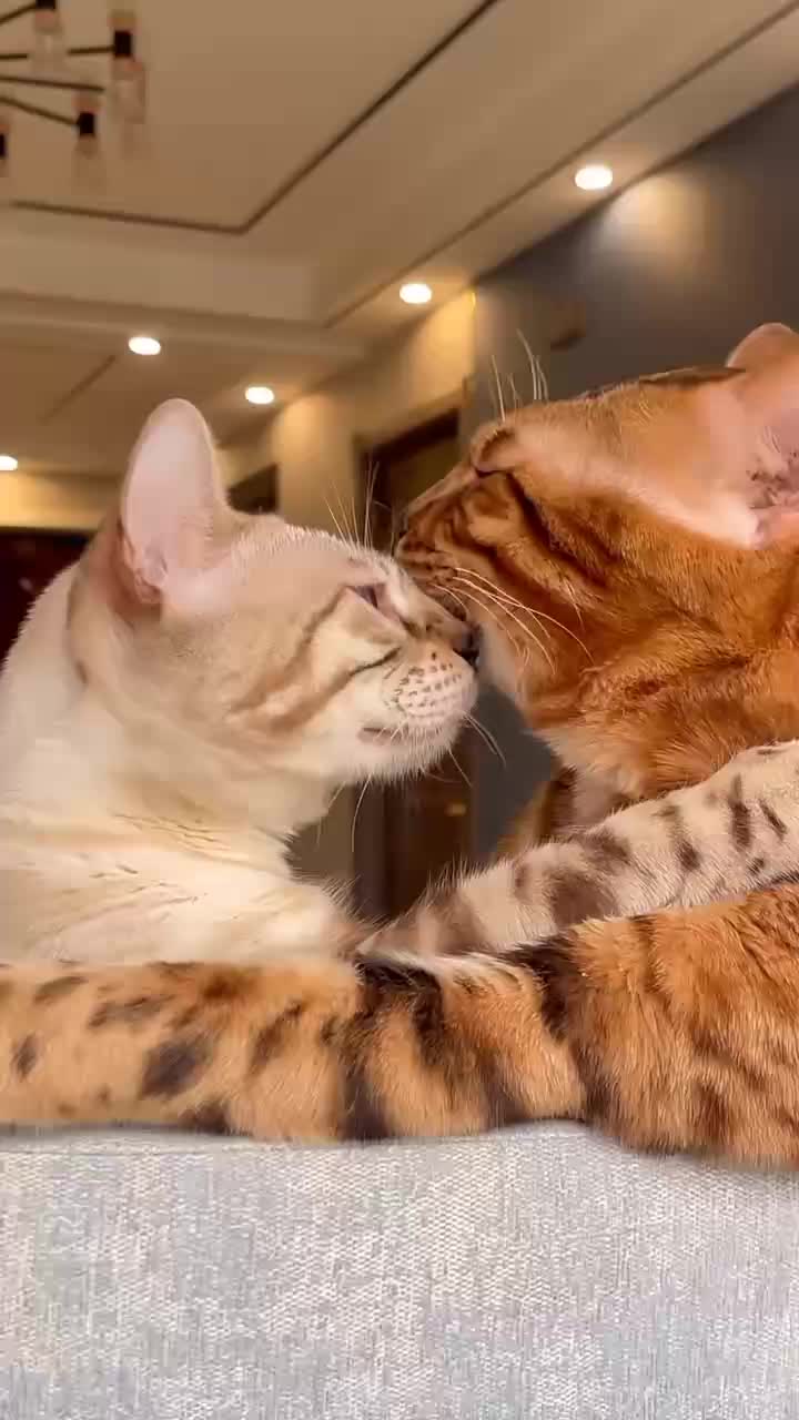 @Cat Love