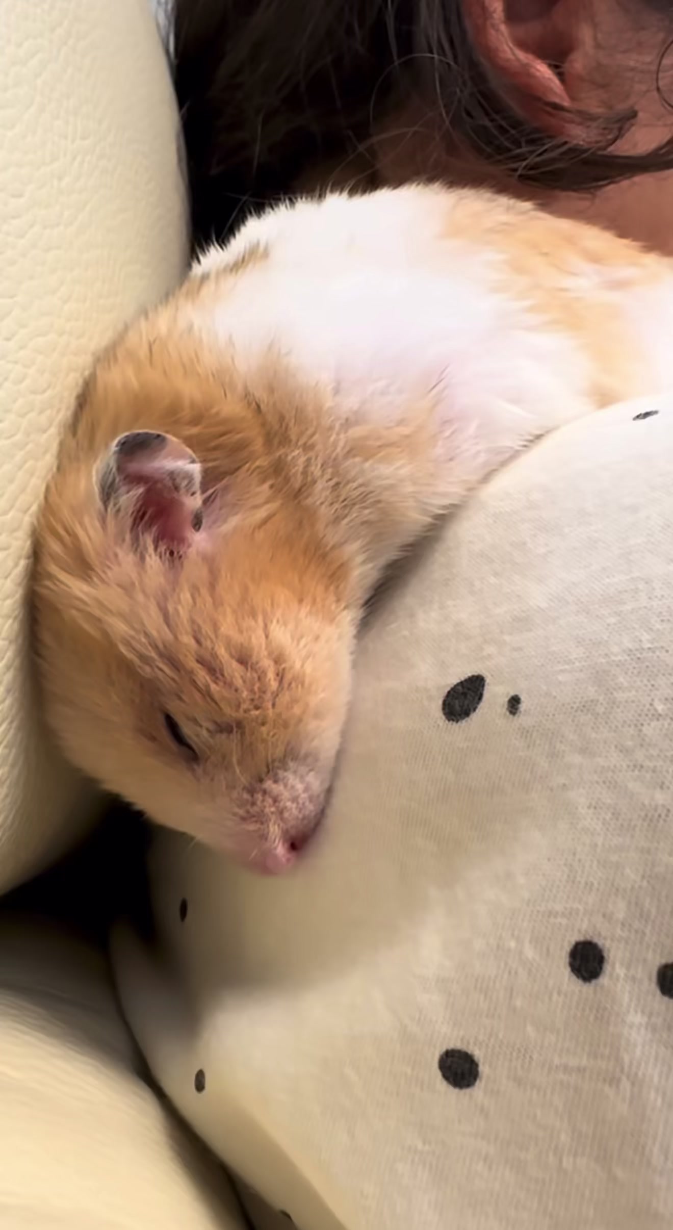 @chips.hamster