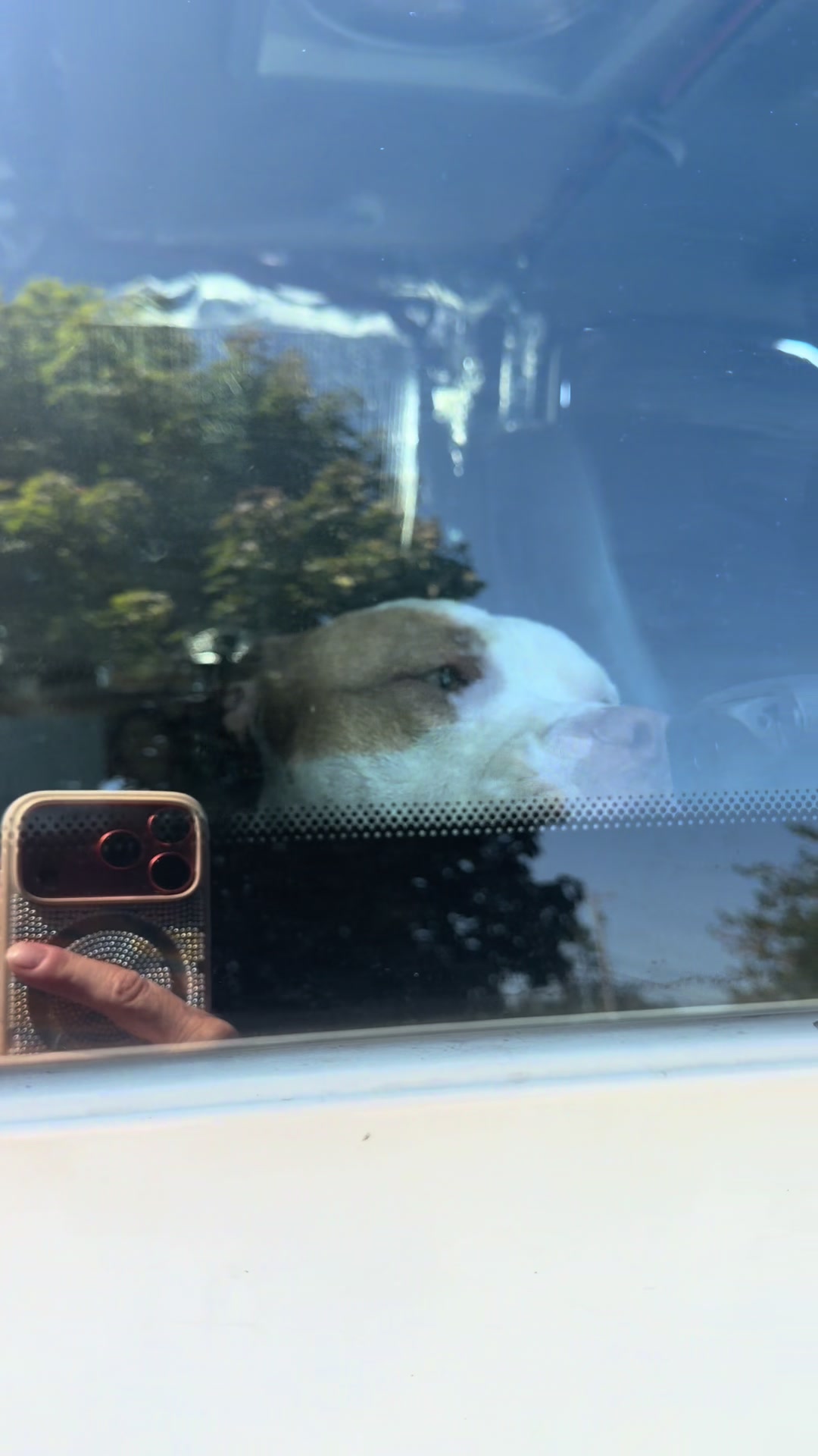 @Nova 💫 & Kairo 🐪🚐🐶