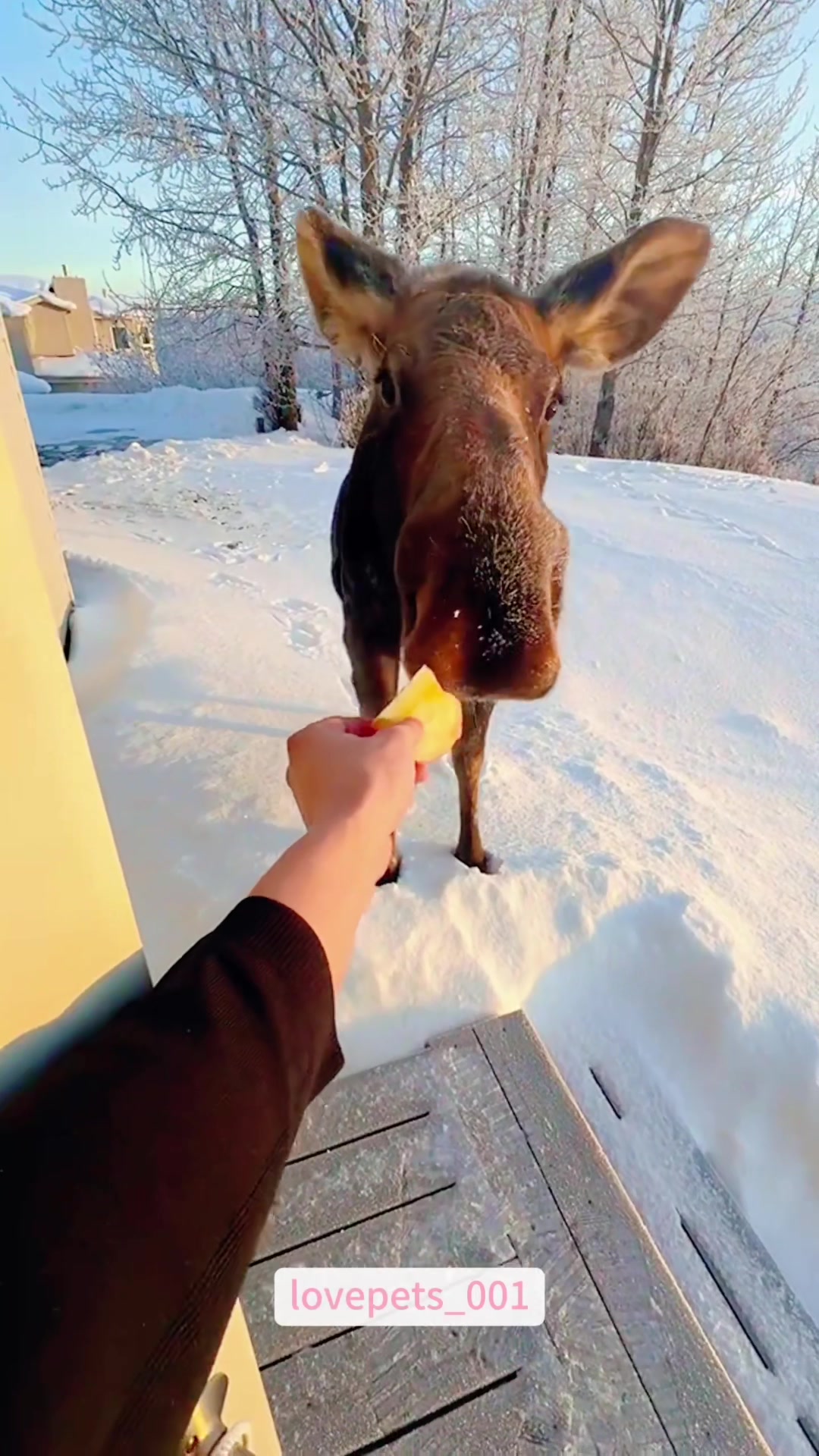 @lovepets_001