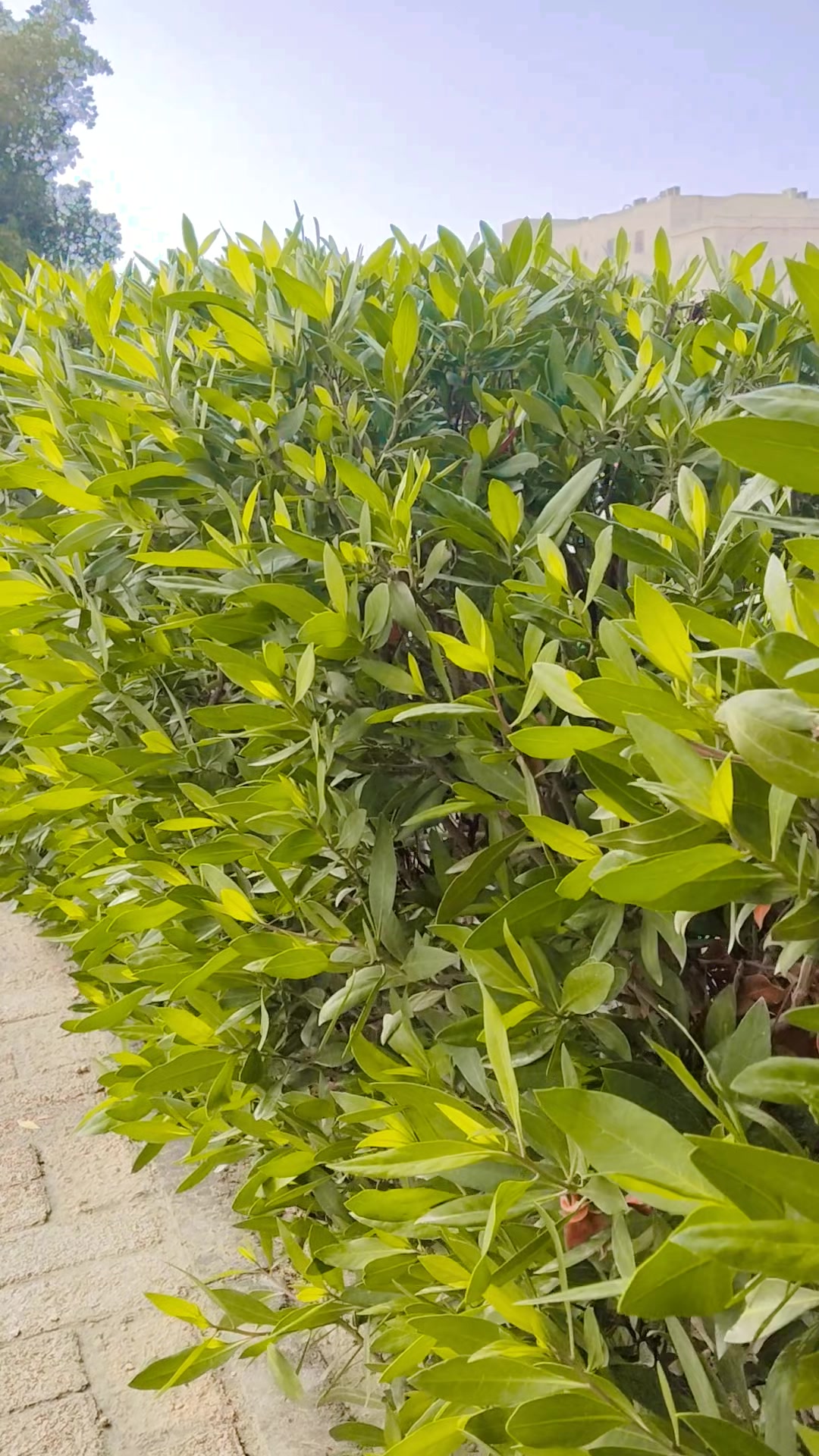 @sharukh N __🇳🇵🥰👈🇸🇦