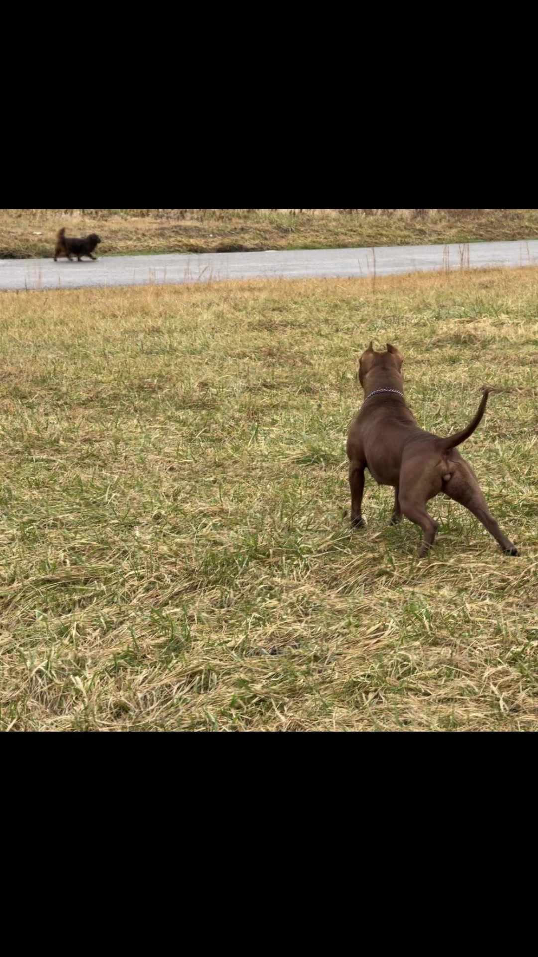 @WorldGoneMadKennels