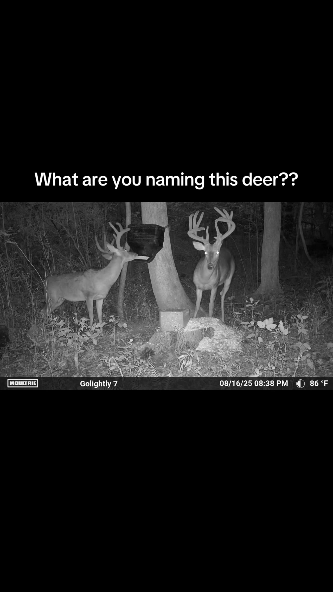 @Moultrie