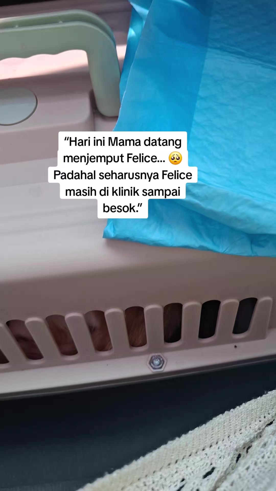 @Felice