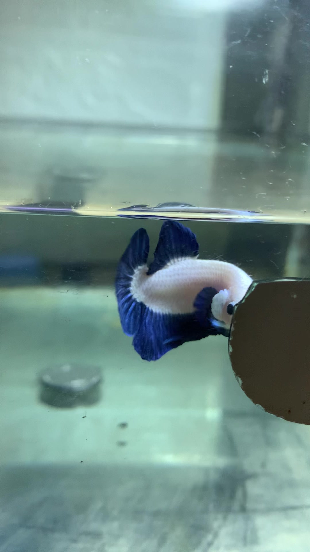 @PetBETTA