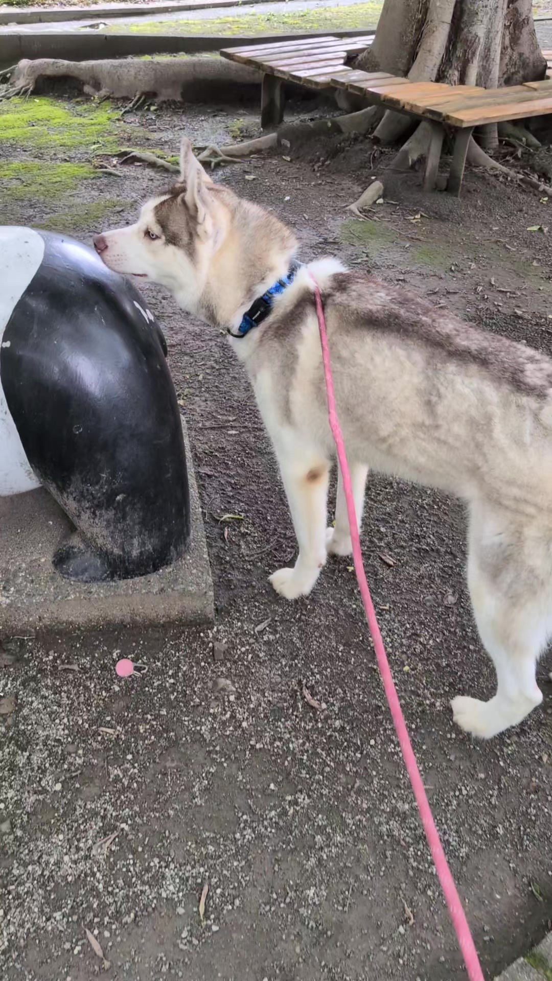 @大型犬3頭&小型老犬4頭多頭飼いの生活