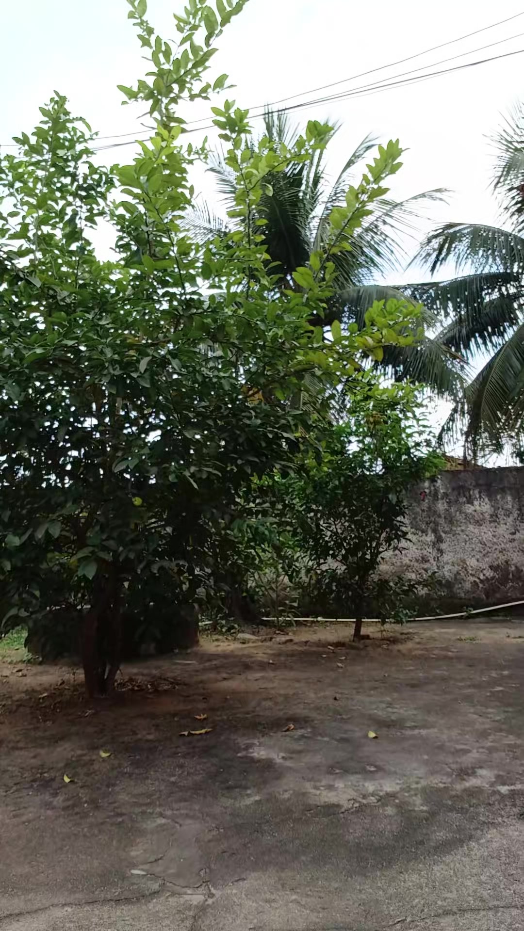 @joaoevangelista865