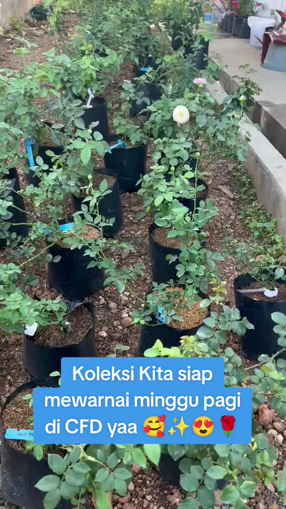 @Prasetya