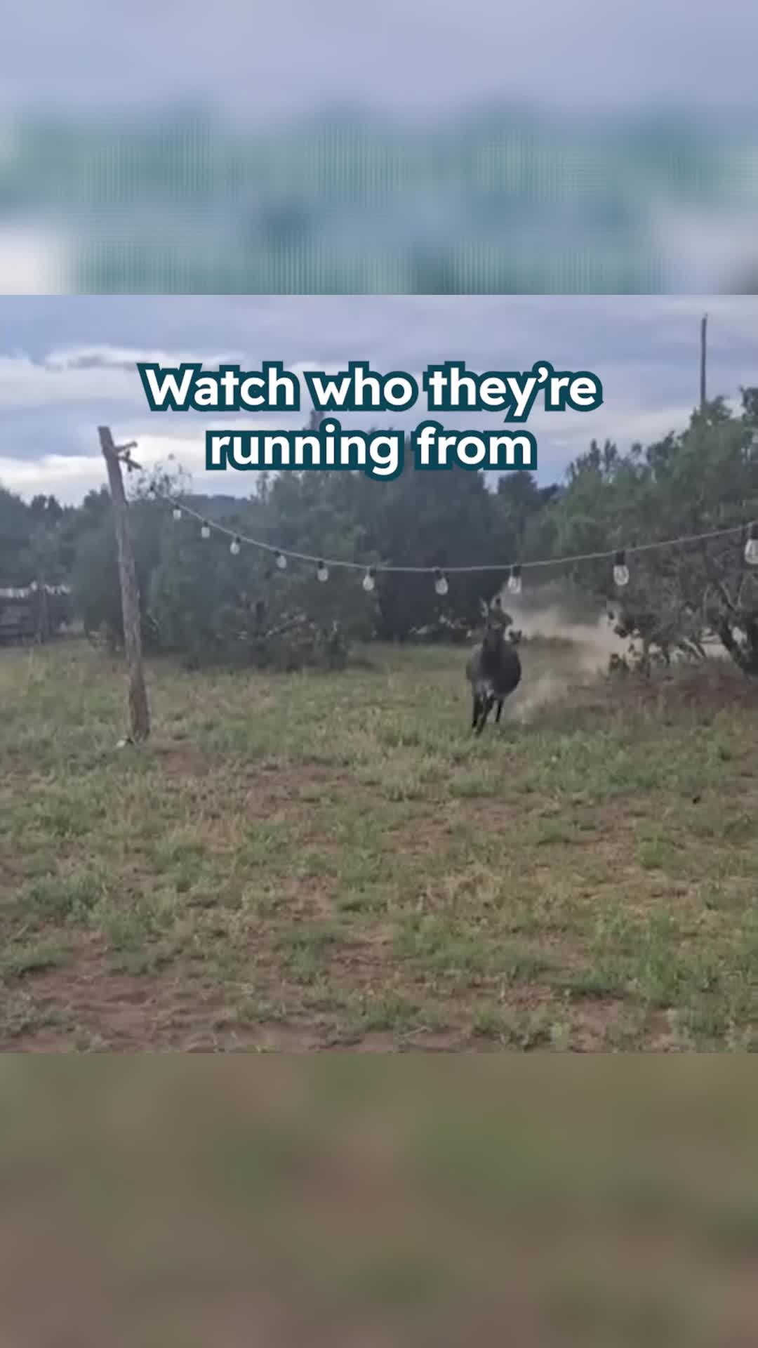 @Animals Stories