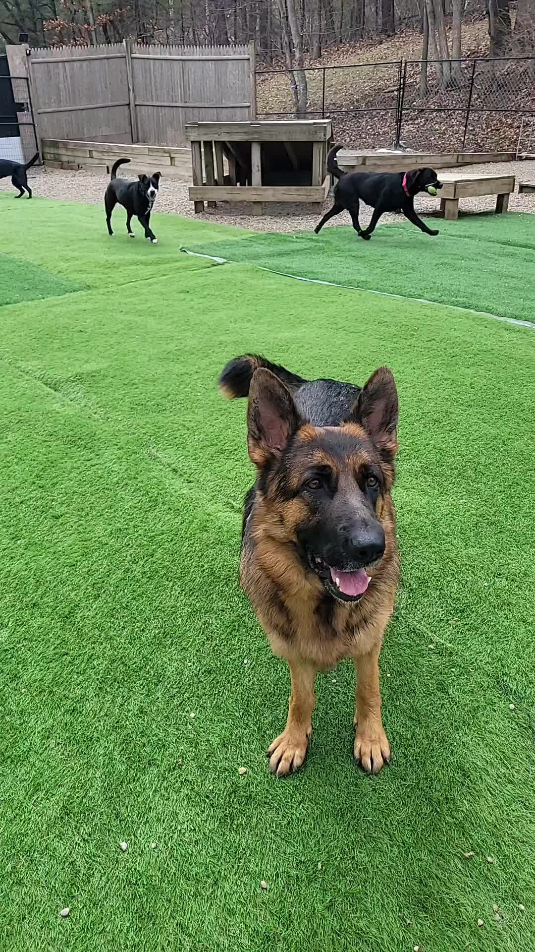 @Magicdogland.com
