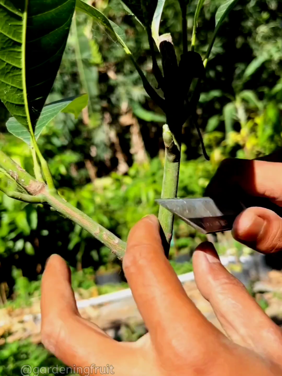 @GardeningFruits