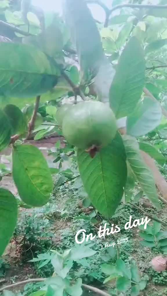 @⚓Salam Satya Bhai⚓