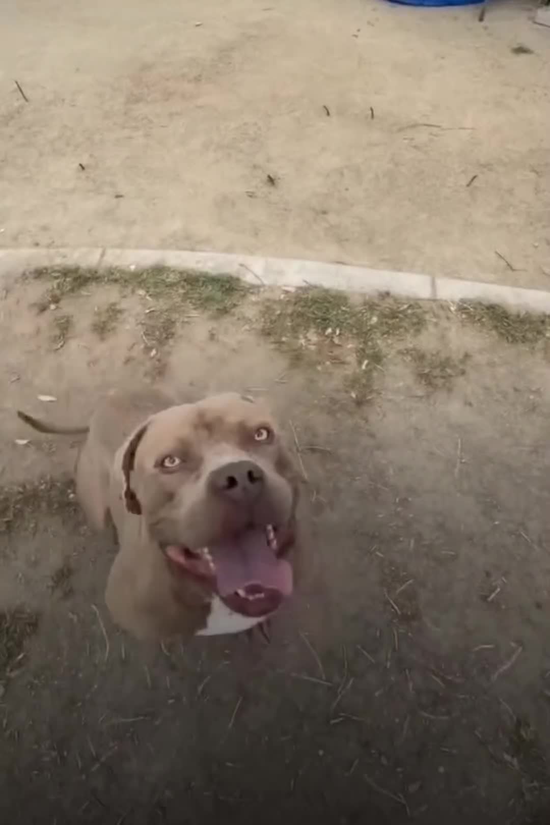 @Saving Mastiffs