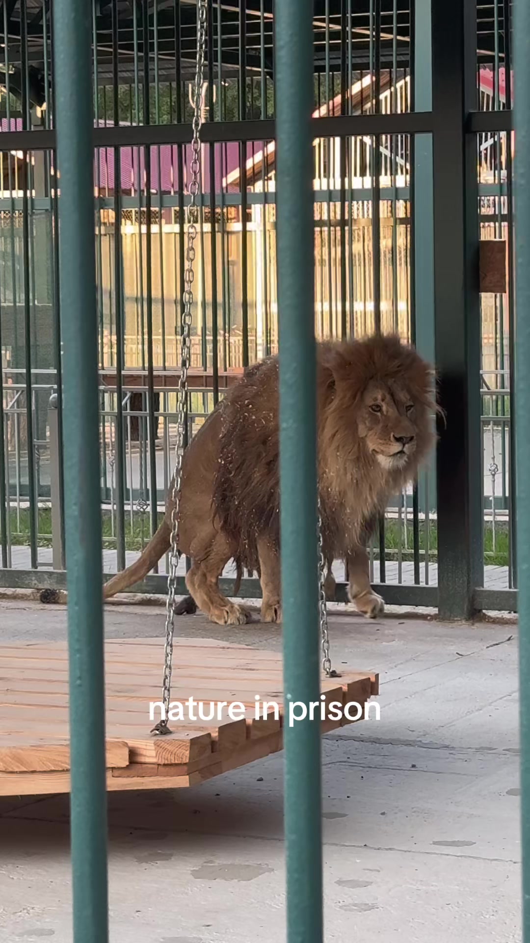 @alisosa