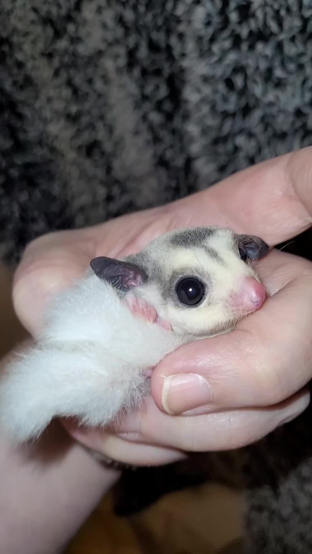 @My Little Exotic Zoo