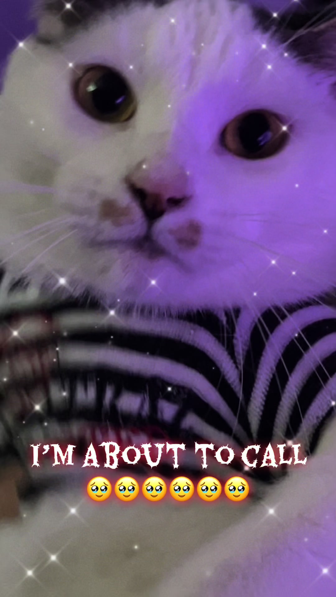 @fatplumpythugcat9000