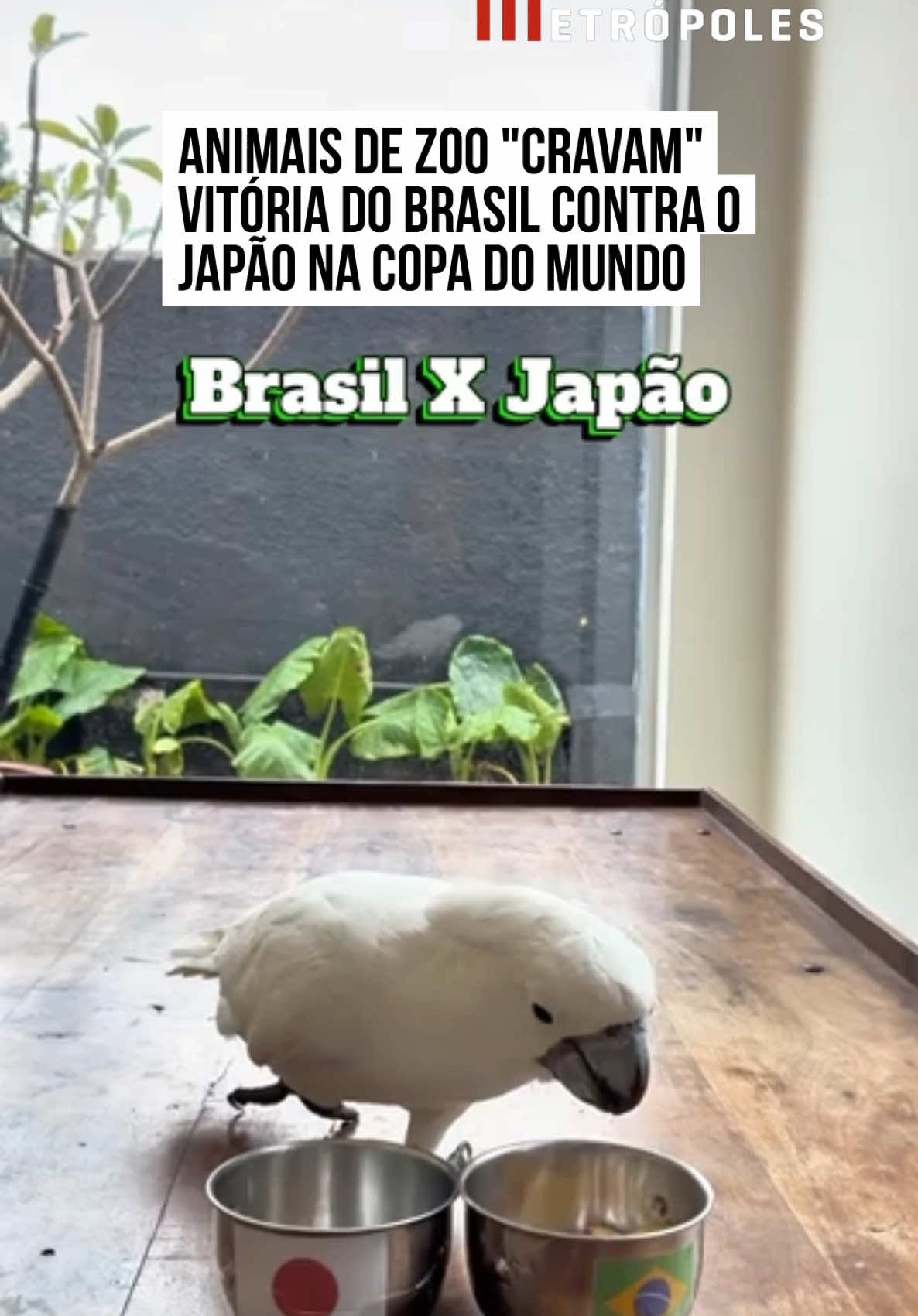 @Metr&oacute;poles Oficial