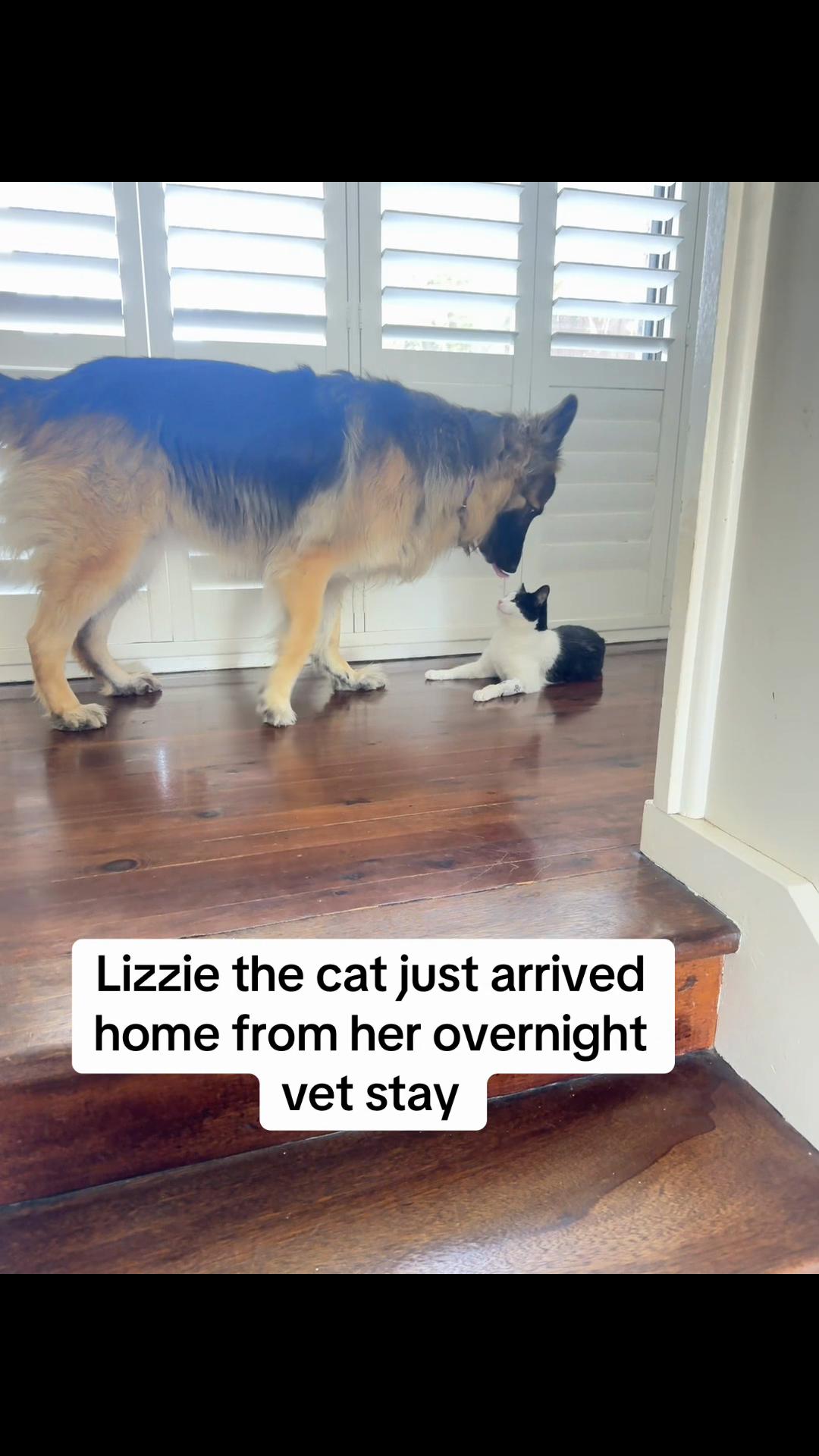 @Indy German Shepherd