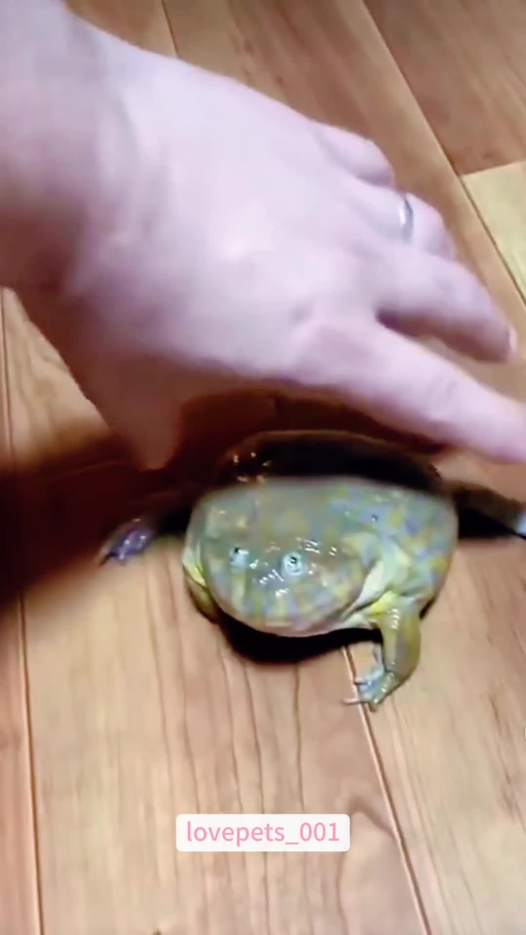 @lovepets_001