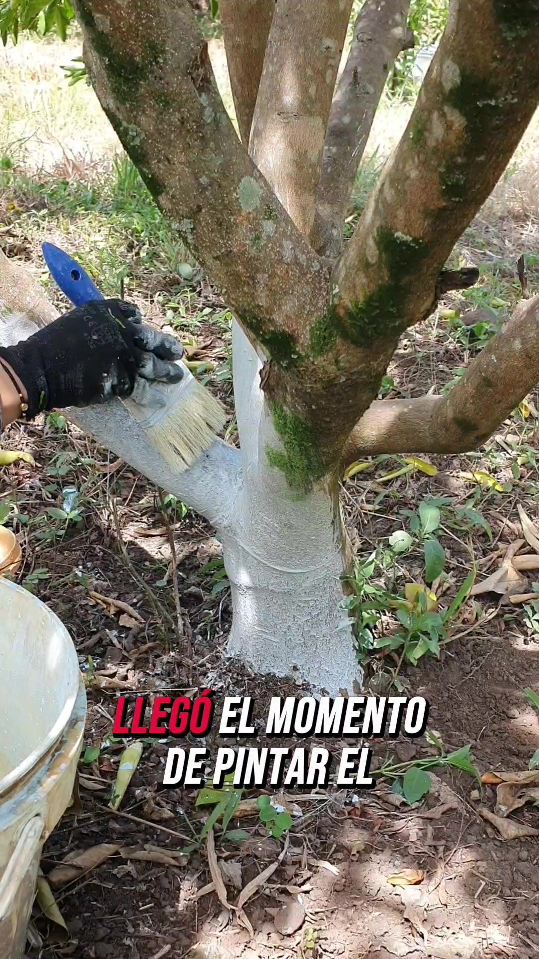 @citricos la esperanza S.A.S.