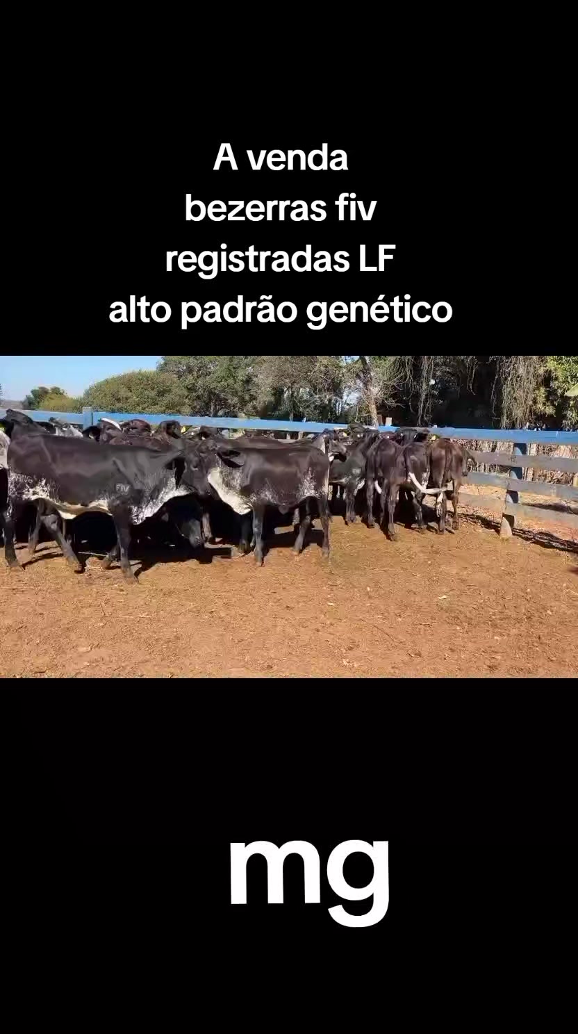 @marketing_do_gado