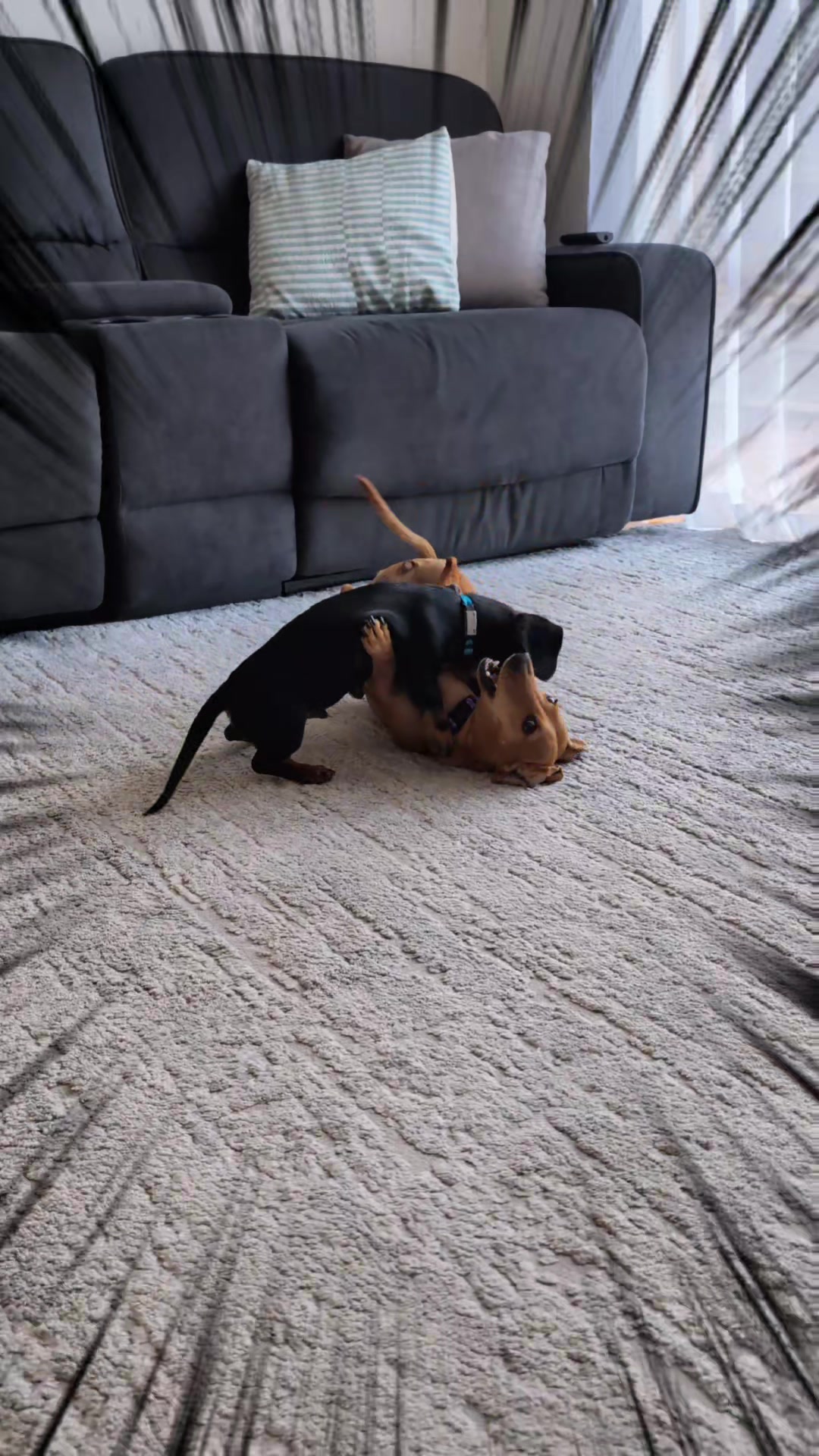 @The Dachshund Diaries 🐾