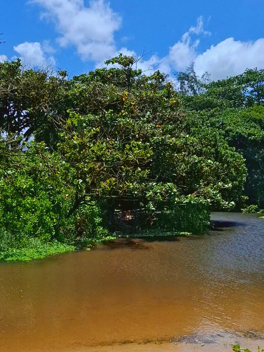 @Musings of an Island Girl