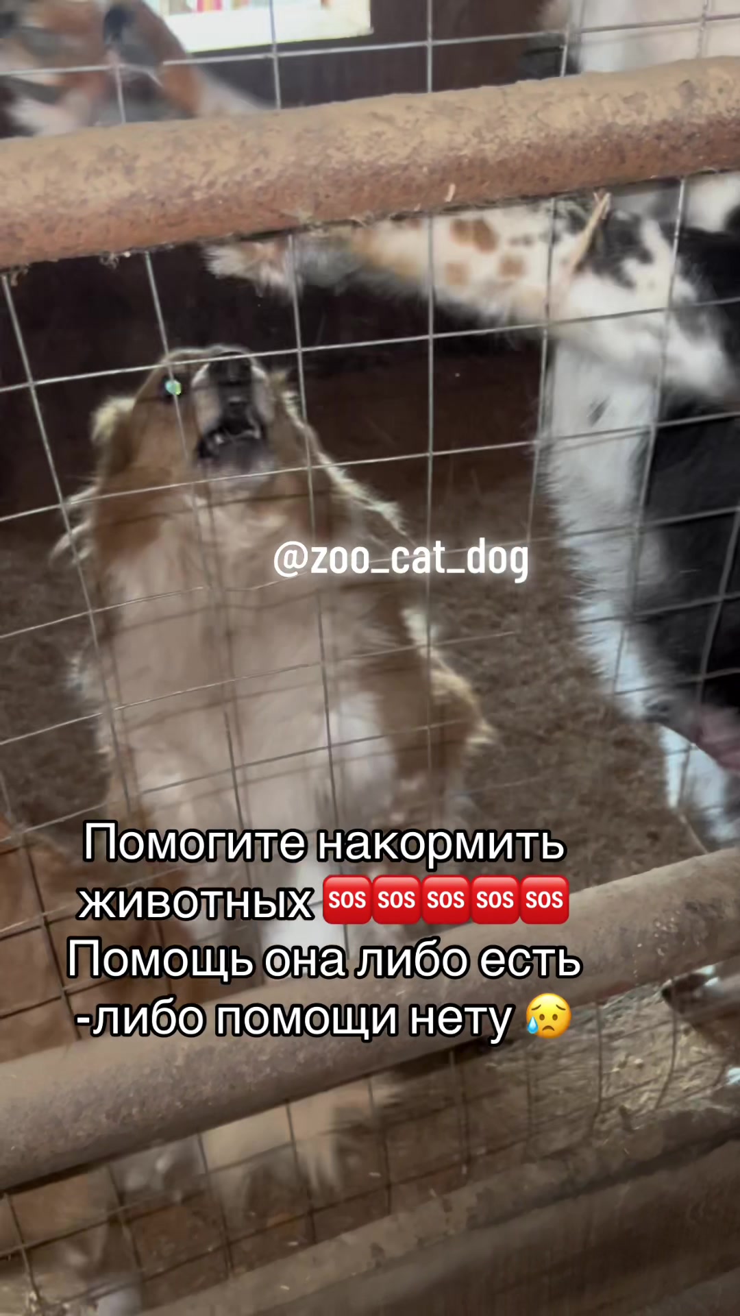 @zoo_cat_dog