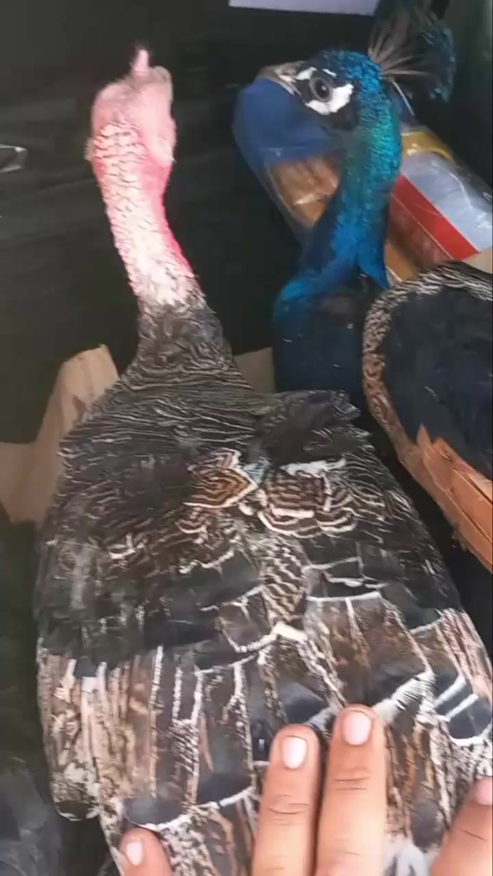 @Chicken ornamental Farm
