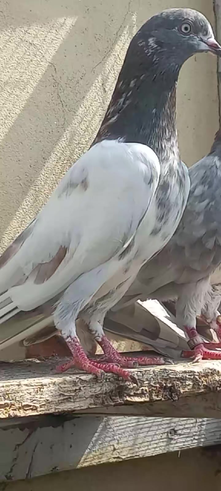 @Ranakasuripigeon