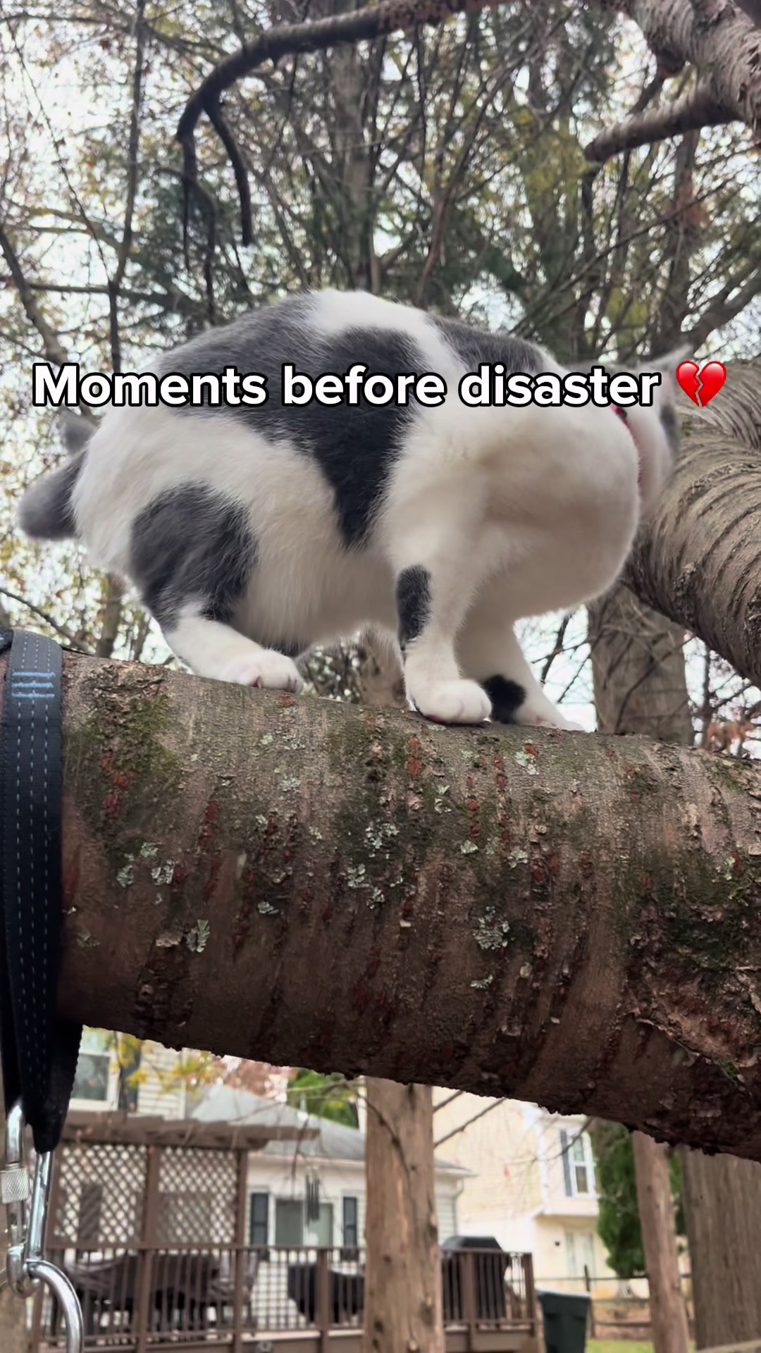 @🐈&zwj;⬛